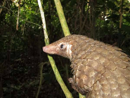 Pangolin