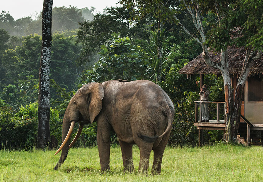 Mboko Camp - Odzala-Koukoua National Park