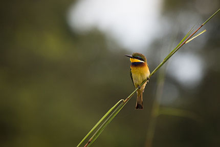 Mboko Camp - Odzala-Koukoua National Park