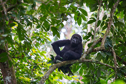 Ngaga Camp - Odzala-Koukoua National Park