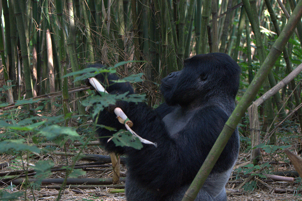 Mountain Gorilla in Virunga National Park