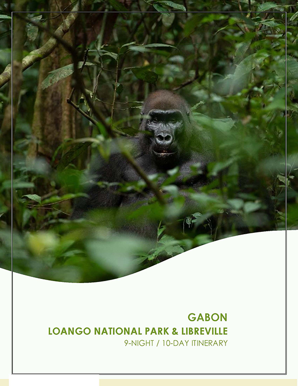 Gorilla trekking in Loango National Park