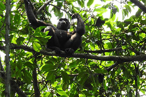 10 Day Loango National Park & Libreville Tour