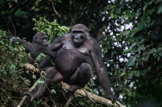 Lowland Gorillas - Kamba/Republic of Congo with Cindi LaRaia, March 8-16, 2026 Group Trip