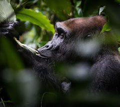 Kamba/Republic of Congo with Cindi LaRaia, March 8-16, 2026 Group Trip