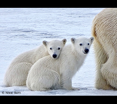 Polar bears