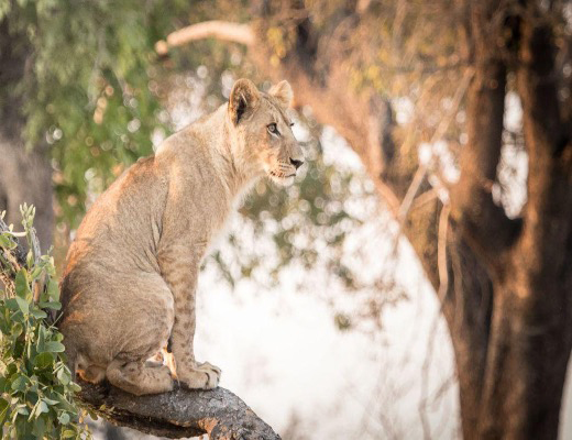 A lion seen in Lower Zambezi National Park, Zimbabwe