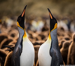 King Penguins - South Georgia and Antarctic Peninsula - aboard m/v Plancius October 23 to November 14, 2025 Group Trip - Dive Discovery