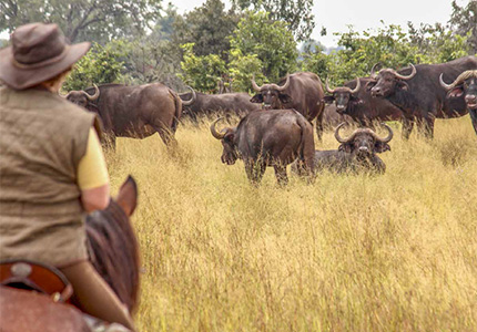 7 Nights Okavango Delta Ride | Horseback Riding Safaris