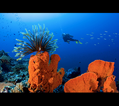 Papua New Guinea: 10nts ~ Milne Bay aboard Oceania Liveaboard, February 6-16 2025 Group Trip