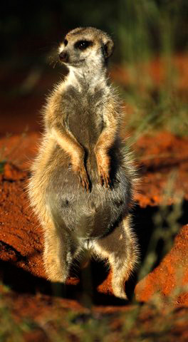 Meerkats seen in Tawalu Kalahari