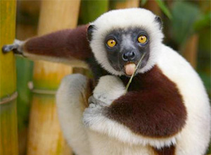 Lemur in Madagascar