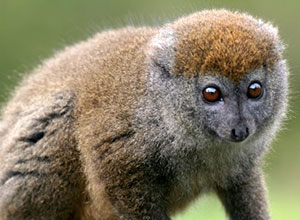 Lemur in Madagascar