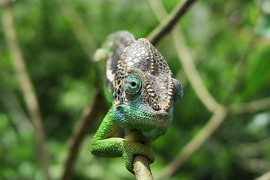 chameleon