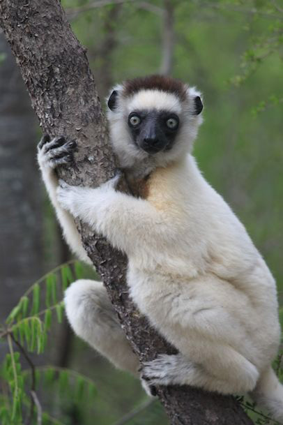 Verreaux’s sifaka lemur