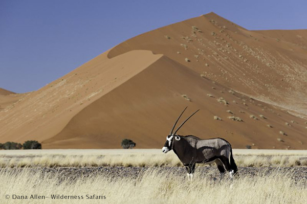 Gemsbok in Sossusvlei