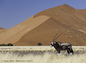 Gemsbok in Sossusvlei