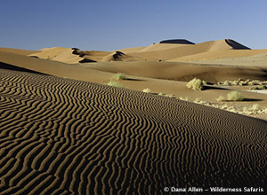 Sossusvlei Ripples in the Sand