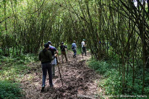 Gorilla trekking at the Parc National des Volcans