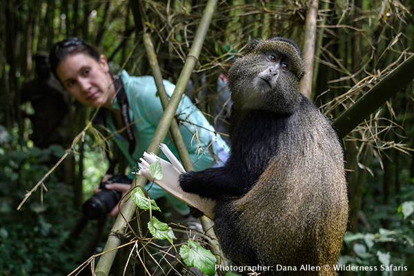 golden monkey trek