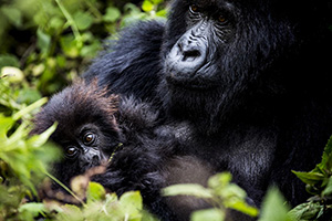 Gorillas in Volcanoes National Park, Rwanda