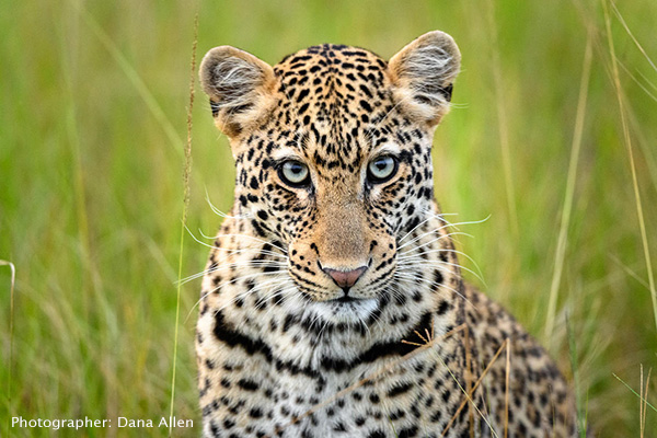 Leopard, Akagera National Park