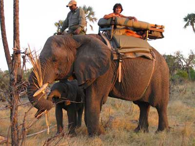 Abu Elephant Camp Trip Report, Oct 20-23 2011 - Okavango Delta, Botswana - Africa Discovery