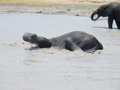 Abu Elephant Camp Trip Report, Oct 20-23 2011 - Okavango Delta, Botswana - Africa Discovery