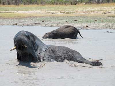 Abu Elephant Camp Trip Report, Oct 20-23 2011 - Okavango Delta, Botswana - Africa Discovery