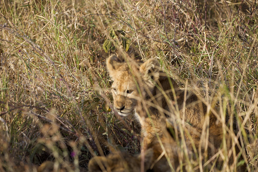 Lion cub