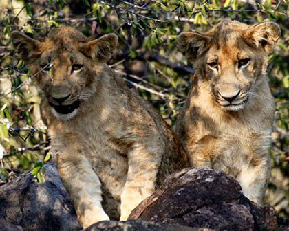 Lions at Pamushana Singita