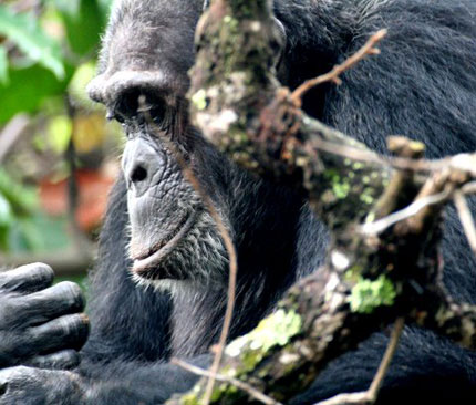 Chimp in Mahale Mountain - Nomad Tanzania Travel Agent Educational Oct 8-15 2013, Part 2 - Africa Discovery