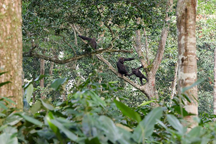 Gorillas on a tree - Republic of the Congo, February 2026 Trip Report