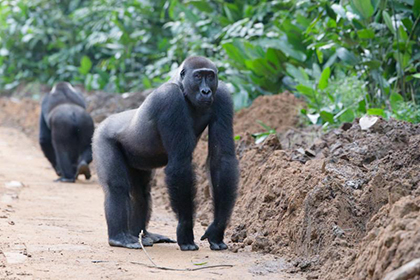 Gorilla trekking - Republic of the Congo, February 2026 Trip Report