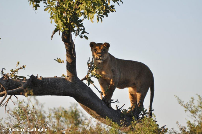 Best of Zimbabwe and Botswana May 12 – 25 2014 Trip Report