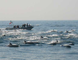 Sardine Run South Africa