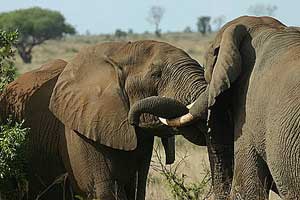 Elephants in Kruger National Park