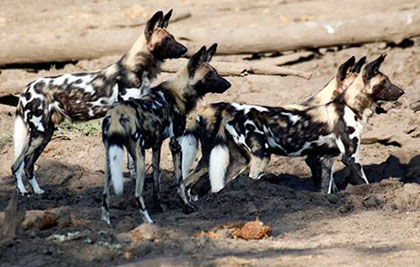 Wild dogs