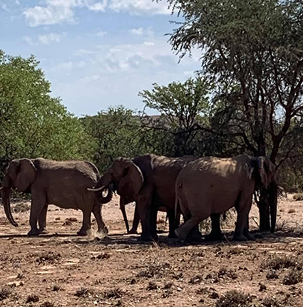 Desert adapted elephants