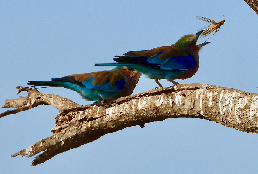 Lilac Breasted Rollers chasing bug