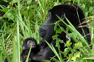 Gorillas in Bwindi, Uganda