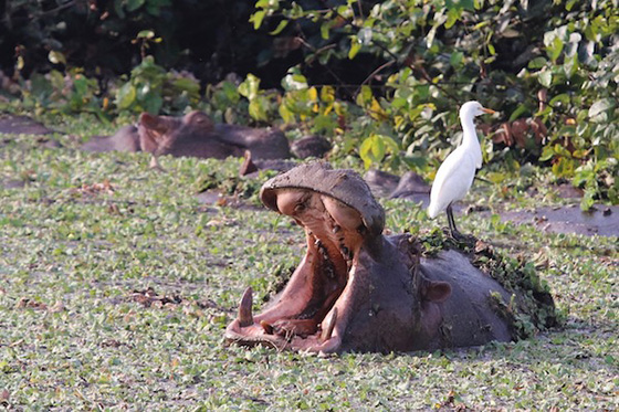 Orango Island Visit