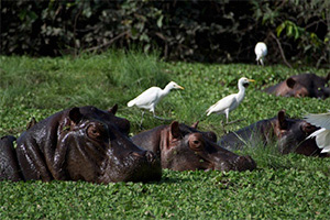 Introduction to Senegal and Guinea Bissau