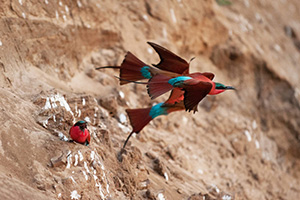 Carmine bee eaters at Tafika Camp